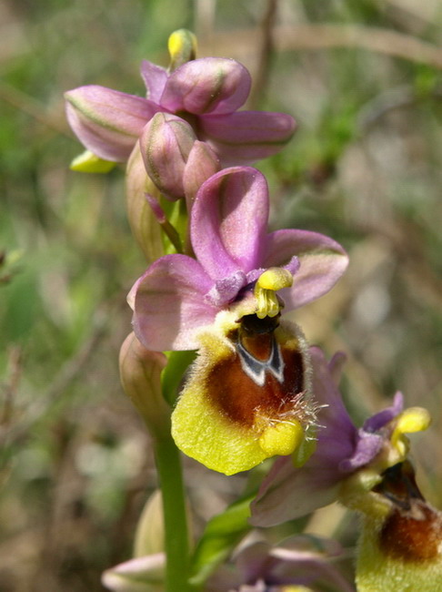 Ophrys tenthredinifera